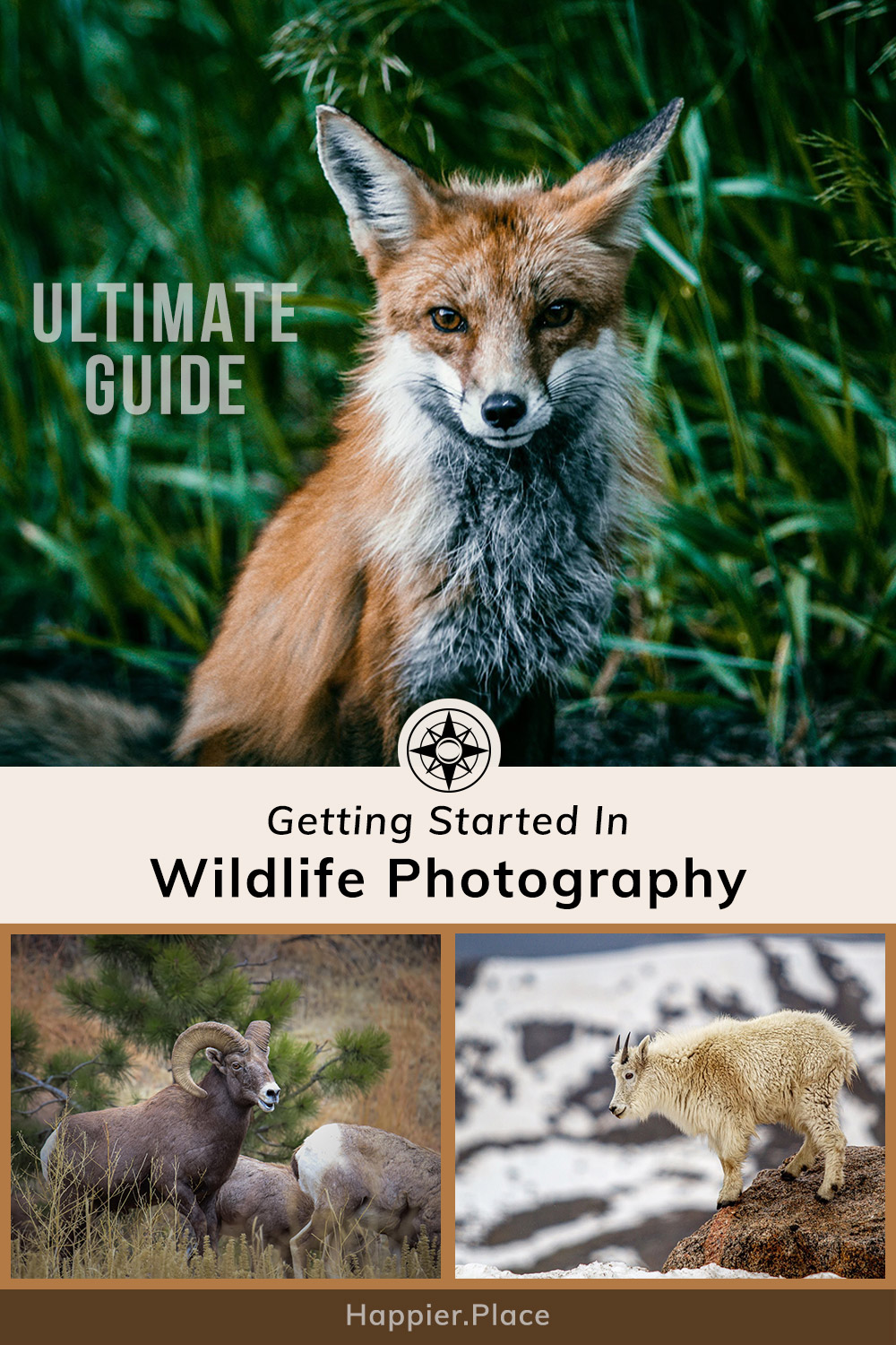 Ultimate guide to wildlife photography for beginners, fox, bighorn sheep, mountain goat, Happier Place