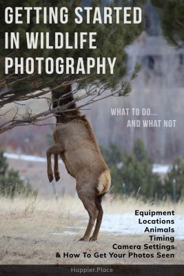 Ultimate Guide to getting started in wildlife photography: , equipment, locations, animals, timing, camera settings, insider tips and how to get your photography seen by Mike East for Happier Place.