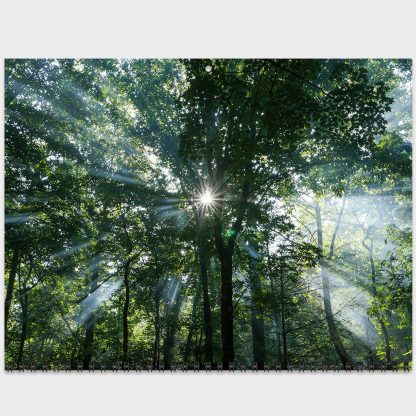 2021 Happier Place Nature Photography Calendar, March photo, sunlight rays bursting through trees, Chattahoochee National Forest, Georgia