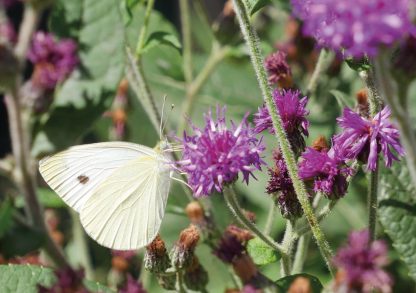 white butterfly on purple flower, greeting card, Happier Place, pic098