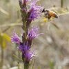 bee in flight, purple wildflower, Colorado, greeting card, pic118, bee purple flower