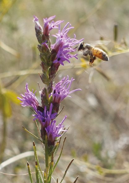 bee in flight, purple wildflower, Colorado, greeting card, pic118, bee purple flower