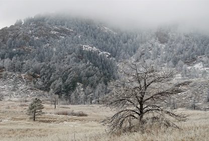 Tree, meadow, and hill covered in frost and fog in Colorado, pic155, frosted and fogged, postcard