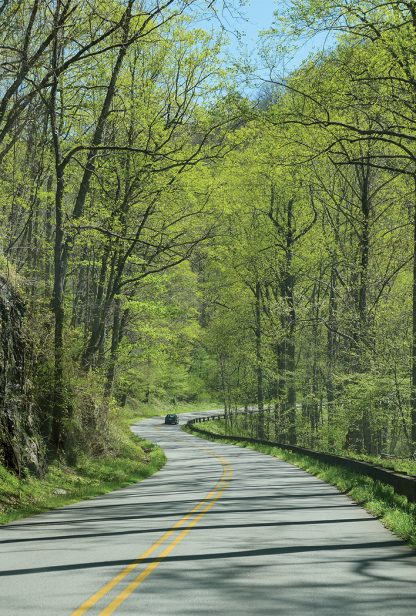 Car on curvy hill road through spring forest, Blue Ridge Mountains, North Carolina, pic158: Blue Ridge road, pic158 vert green Blue Ridge Road, postcard