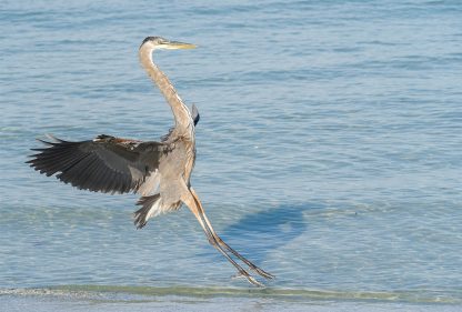 Great Blue Heron landing on the Gulf beach in Florida, pic159: landing heron, postcard, Indian Rocks Beach, Luci Westphal bird photography