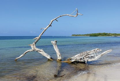 Beached white tree on a Caribbean Sea beach in Sian Kaan, Mexico, pic161: beached tree, postcard