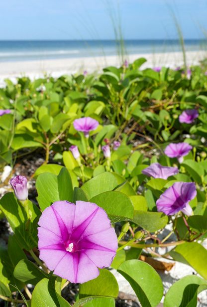 Purple Pink Beach Morning Glory, Honeymoon Island, Florida, pic163: beach morning glory