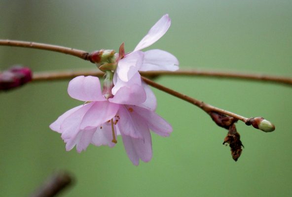 Delicate light pink blooms of almond tree blooming in Germany. pic163: almond blossom, postcard