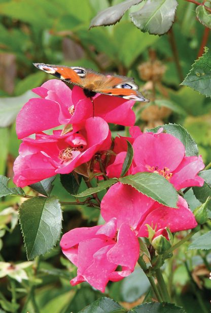 Tagpfauenauge, European peacock butterfly on pink roses in Germany, pic164: butterfly on pink roses, postcard