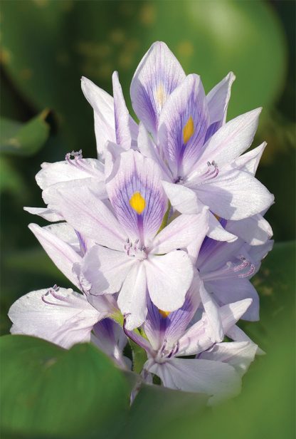 light purple, big bloom, pond, lake, water plant, pic166: water hyacinth, Florida, HappierPlace, postcard