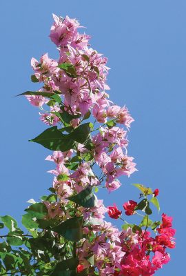 light pink bougainvillea stretching tall against blue sky, Sunken Gardens, Florida, pic167: tall bougainvillea, postcard