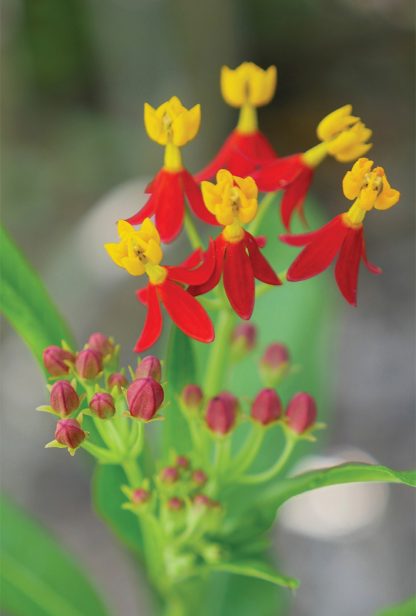 Yellow and red blooms, Sunken Gardens, St. Pete, Florida, pic168: tropical milkweed, postcard