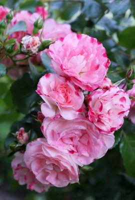 Pink roses blooming in Germany, pic169: pink rose bow, postcard