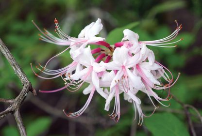 Pink and white blooms on shrub in a forest in North Carolina, pic170: pinxter azalea, postcard