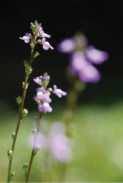 Tiny, but tall, purple backyard wildflower up close, pic171: purple toadflax, postcard