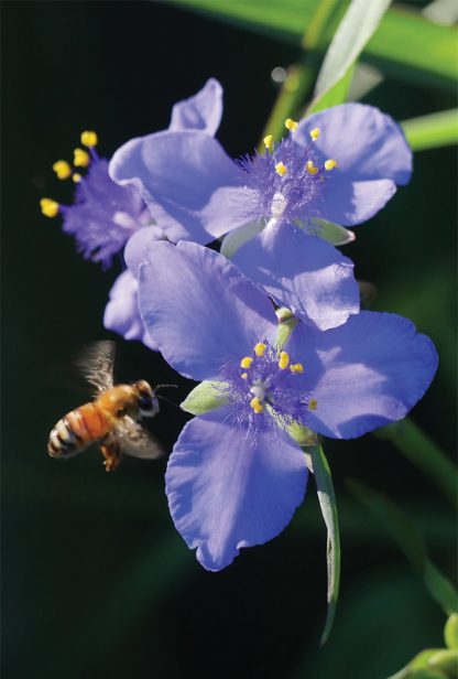 Bee in flight, purple, blue spiderwort, wildflower, pic174: bee on blue spiderwort, postcard