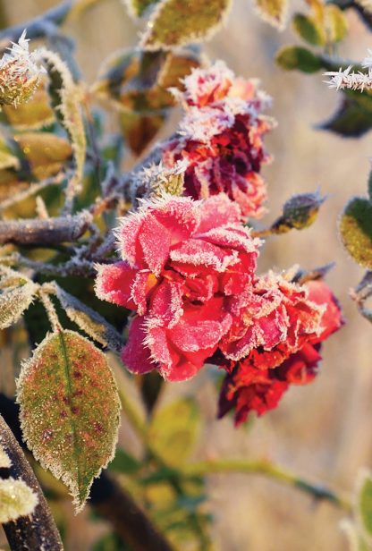 red roses covered in hoar frost, pic175: frosted roses, postcard
