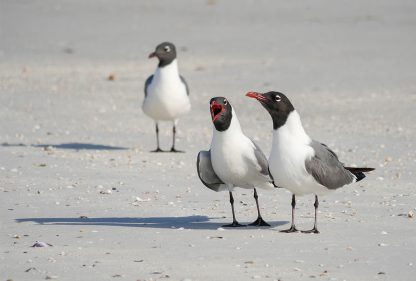 Three laughing gulls, yelling, listening, ignoring on the beach, pic177, laughing gull trio, postcard, Florida, Happier Place