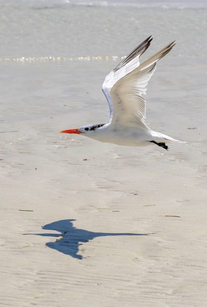 Tern and its menacing shadow over Three Rooker Island (pic178: flying tern shadow)