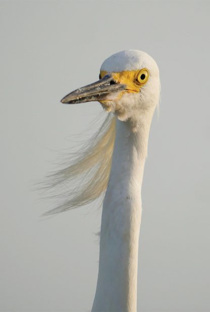 Snow Egret Close-Up, long head feathers blowing, white bird, long neck, yellow bill, pic179: snowy egret CU feathers, vertical, postcard