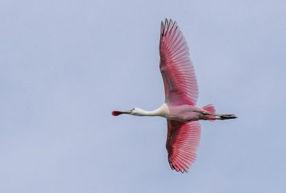 Pink Roseate Spoonbill flying overhead against blue sky, Florida, pic180, HappierPlace, postcard