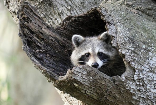 Raccoon looking out of its tree hole, Saint Petersburg, Florida, pic181: raccoon in tree, postcard
