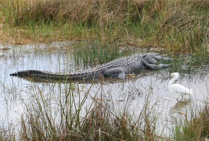 Alligator and Snow Egret, Shark Valley, Everglades National Park, Florida, pic182: gator and egret, postcard