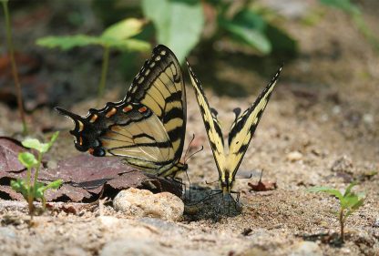 Yellow and black Eastern Tiger Swallowtails mud-puddling, pic183: two yellow butterflies, postcard, Tallulah River, Georgia