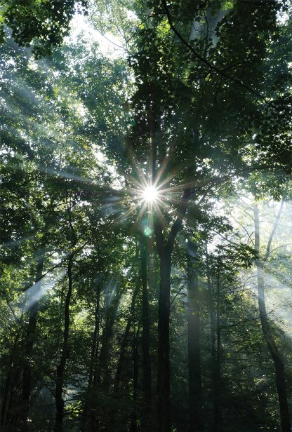 Sunlight rays through tall forest trees in Appalachian Mountains, Georgia, pic185, forest sunlight GA