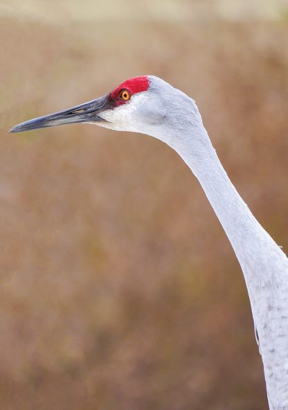 sandhill crane face, large grey bird, long neck, red head, long black beak, pic187, greeting card, happier place