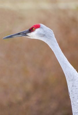 sandhill crane face, large grey bird, long neck, red head, long black beak, pic187