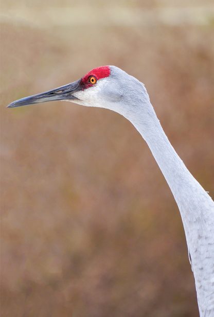 sandhill crane face, large grey bird, long neck, red head, long black beak, pic187