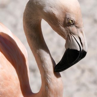 flamingo head, light pink, black beak, curved neck, happier place, greeting card, pic188