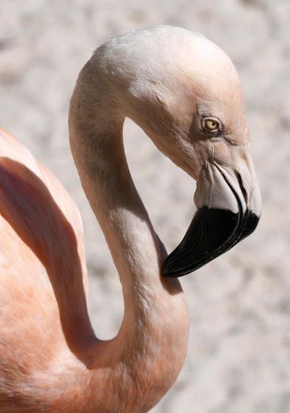 flamingo head, light pink, black beak, curved neck, happier place, greeting card, pic188