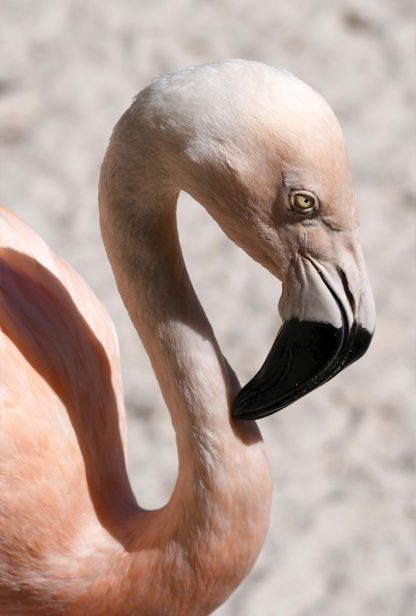 flamingo head, light pink, black and white beak, curved neck, Sunken Gardens, St. Petersburg, happier place, postcard, pic188