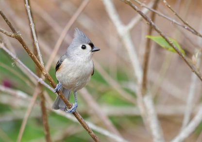 Tufted Titmouse, grey bird, yellow accent, grey head feathers, small songbird, happier place, greeting card, pic189