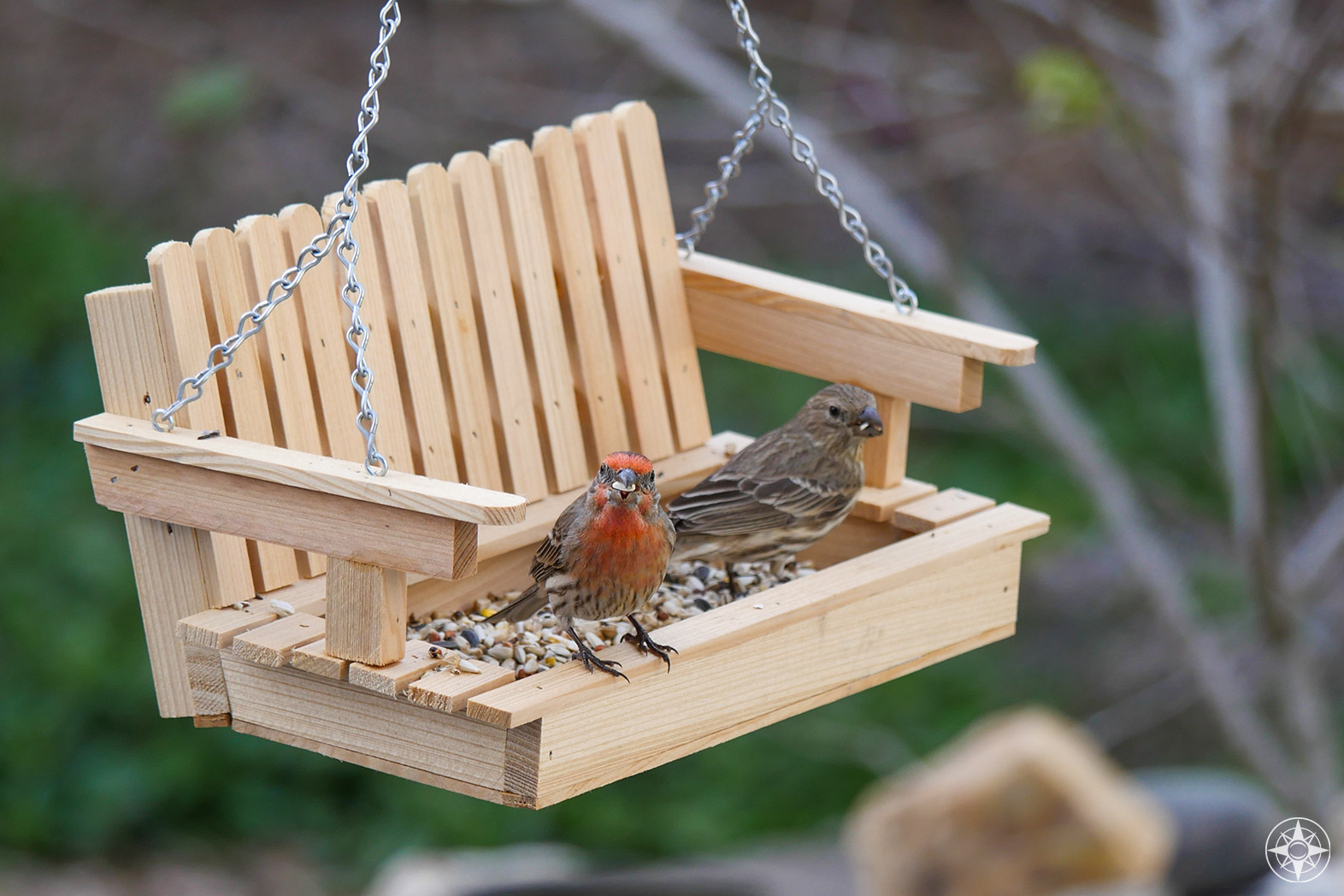 House finches on wooden swing bird feeder, brown bird with red chest and orange chest, great backyard bird count