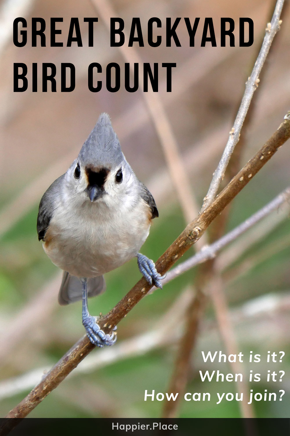 Tufted Titmouse representing the Ultimate Guide to the Great Backyard Bird Count and how to participate and win. What is it? When does it take place? How can you join the fun?