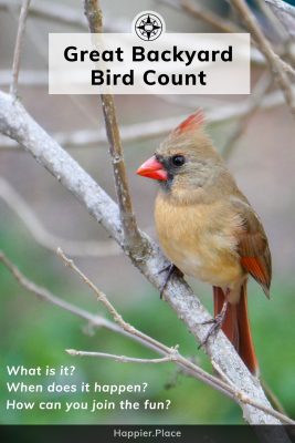 Female Red Cardinal, Ultimate Guide to theGreat Backyard Bird Count and how to participate and win. #HappierPlace