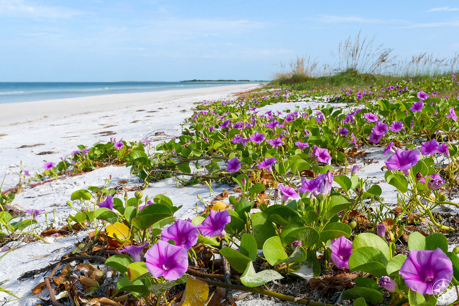 Natural Beach Paradise: beach morning glory, sea oats, birds, and wide white beach, Honeymoon Island State Park, Florida