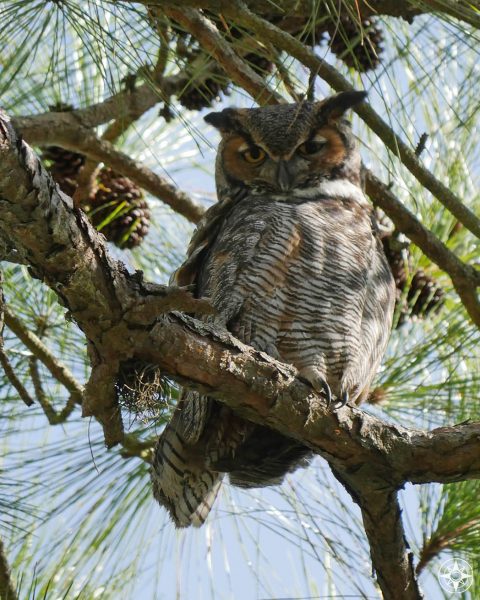 Great Horned Owl, big ears, in tree Osprey Trail, State Park, Florida