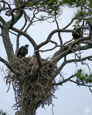 Adult and juvenile bald eagles at their nest - seen from Osprey Trail on Honeymoon Island., State Park, Florida