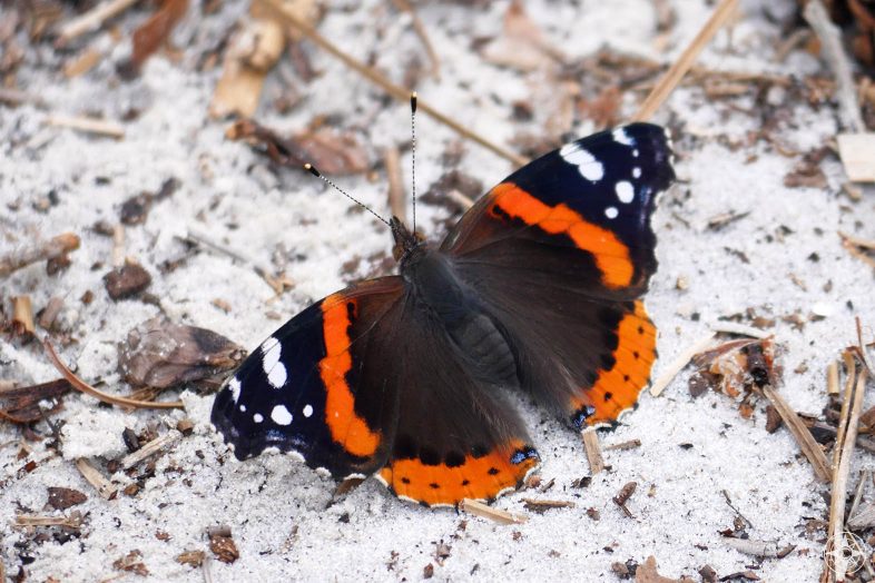 Red Admiral black and orange butterfly with white dots, on the sand
