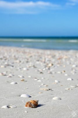 variety of seashells, beach, open sea, Gulf of Mexico, Tampa Bay