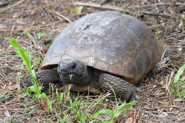 gopher tortoise eating grass on Honeymoon Island