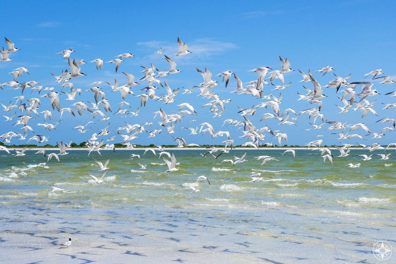 flock of least terns in flight with shadows over shallow clear water and beach