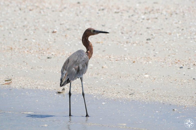 Reddish Egret on the beach, rusty red neck and head, grey body, grey legs, dark grey, Gulf of Mexico