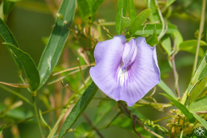 light purple bloom, vine, Butterfly Peas, Pigeonwings, Florida wildflower