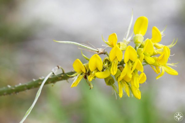 yellow wild flower, multiple blooms, Dyers Greenweed, greenwood, Florida