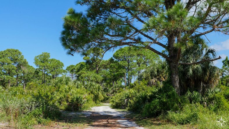 Osprey Trail, tree covered, sand trail, rare virgin slash pine, old trees, Honeymoon Island, State Park, Florida